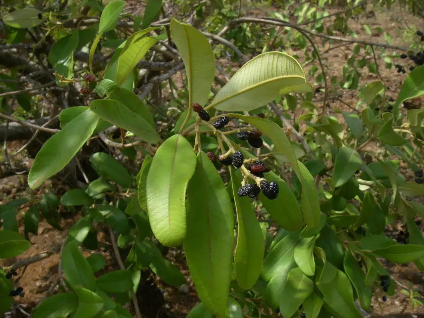 Ozoroa insignis(Mubhedha)