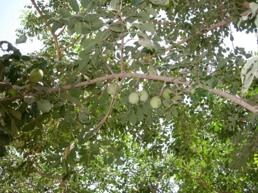 Sclerocarya birrea (Mupfura)