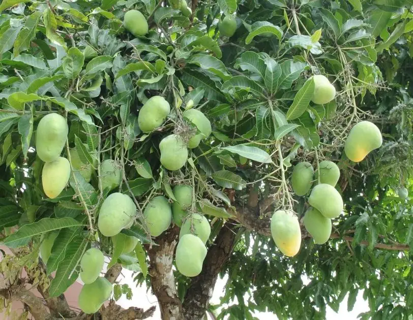 Mangifera indica (Mumango)